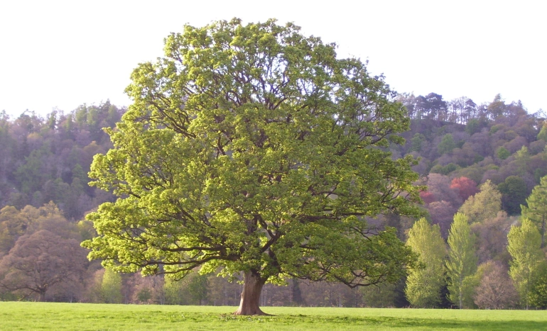 Sycamore Tree - Majestic Giant of Nature's Landscape