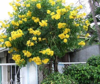 Yellow Elder Tree Plantation