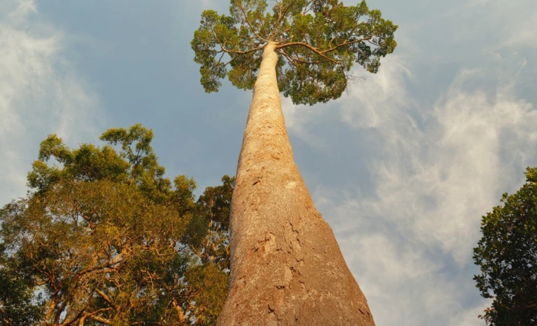 Yellow Meranti Tree - Majestic Timber