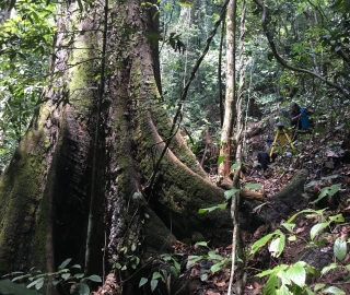 Yellow Meranti Plantation