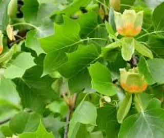 Yellow Poplar Tree Flowers - Aesthetic Appeal