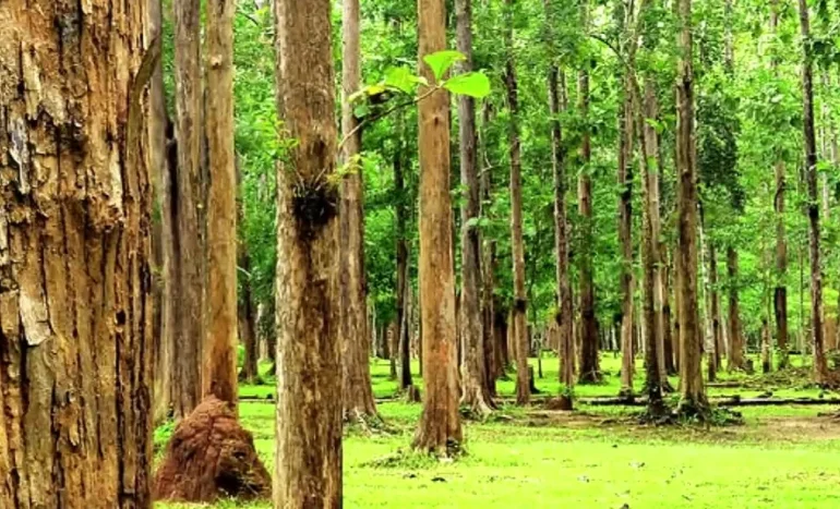 Yellow Teak Tree - Benefits and Care