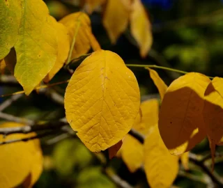 Yellowwood Tree Plantation