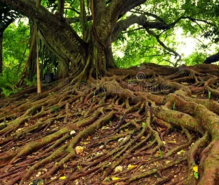 Zanzibar Mahogany Tree Plantation