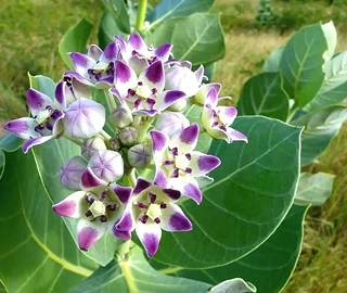 Aak Tree Leaves - Medicinal Properties