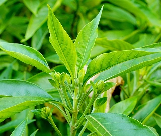 Aadusa Tree Environmental Benefits