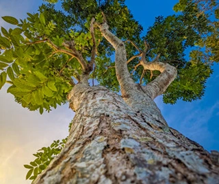African Mahogany Wood Grain