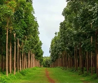 African Mahogany Furniture