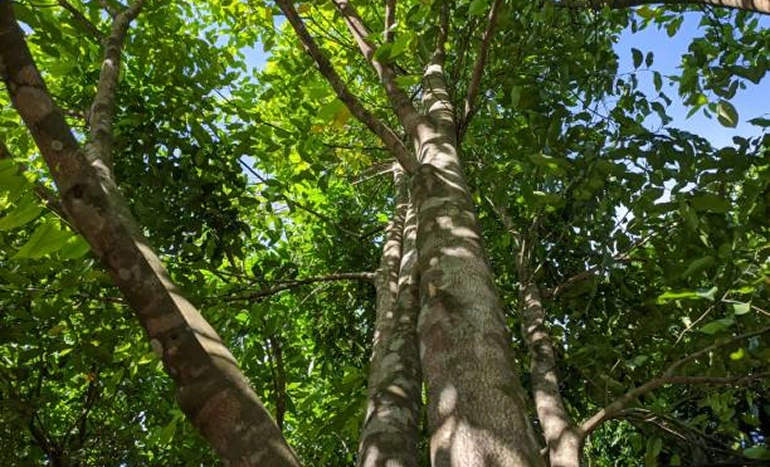 Agarwood Tree - Aromatic Plant