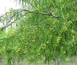 Amla Tree Medicinal Uses