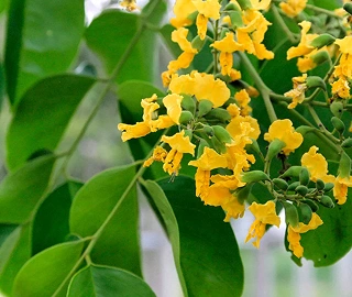 Andaman Padauk Tree Wood