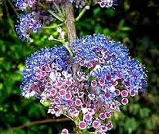 Anjan Tree Characteristics