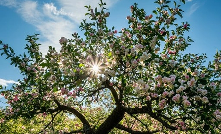 Apple Blossom Tree - Malus domestica