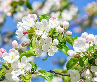 Apple Blossom Tree Characteristics
