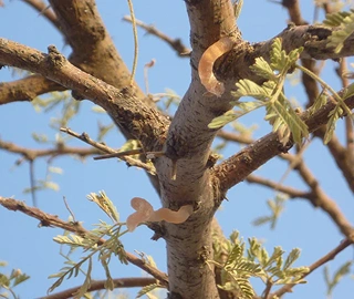 Arabian Gum Tree Gum Production