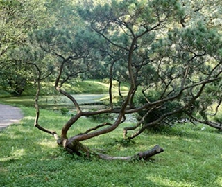 General Sherman Tree
