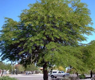 Argentine Mesquite Tree Characteristics