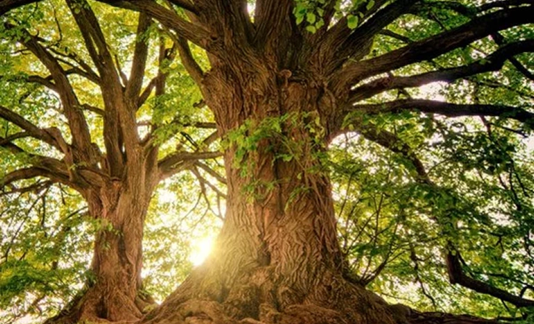 Australian Buloke Tree - Resilient Native Wonder
