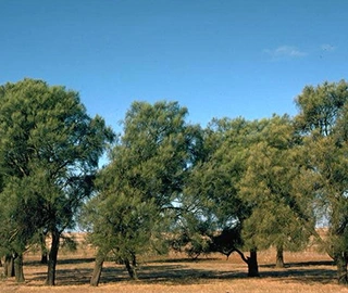 Australian Buloke Tree Environmental Benefits