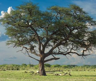 Australian Rosewood Tree Environmental Benefits