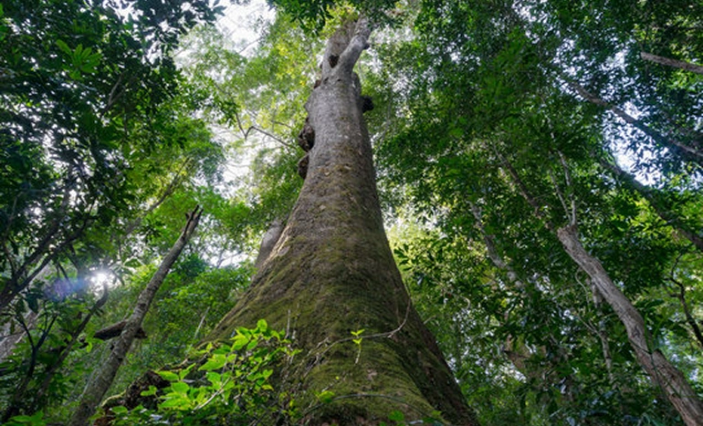 Australian Rosewood Tree - Beauty and Benefits