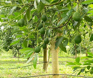 Avocado Nutritional Benefits