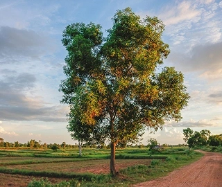 Aadusa Tree in Ayurvedic Medicine