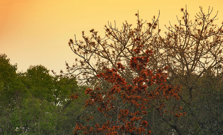 Aadusa Tree - Medicinal Plant