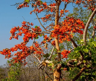 Aadusa Tree Leaves - Medicinal Properties