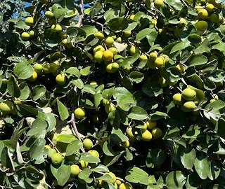 Aadusa Tree Plantation