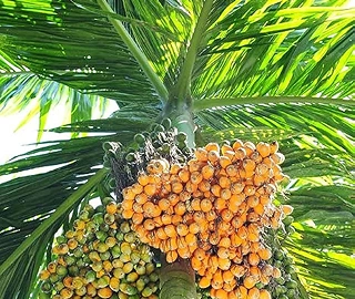 Aadusa Tree in Ayurvedic Medicine