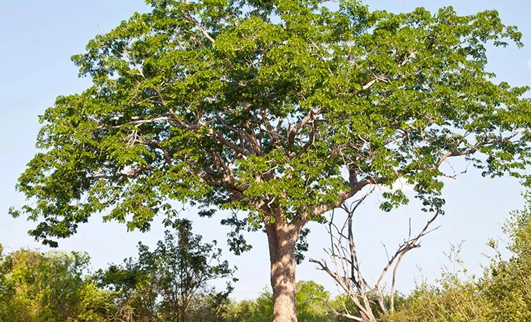 Aadusa Tree - Medicinal Plant