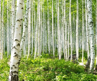 Aadusa Tree Plantation