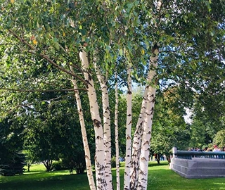 Aadusa Tree Leaves - Medicinal Properties