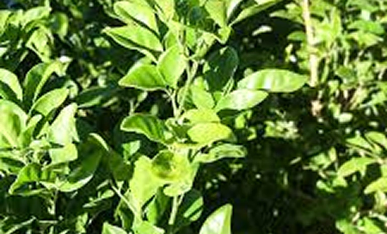 Aadusa Tree - Medicinal Plant