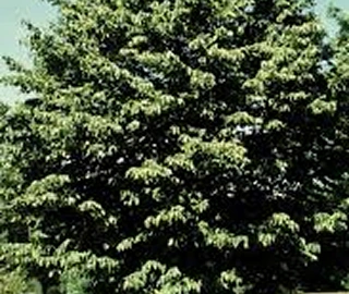 Aadusa Tree Leaves - Medicinal Properties