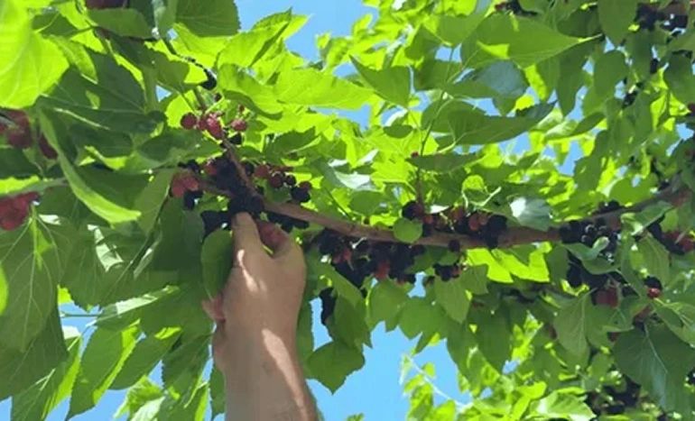 Aadusa Tree - Medicinal Plant