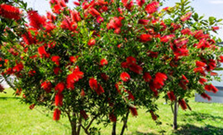 Aadusa Tree - Medicinal Plant
