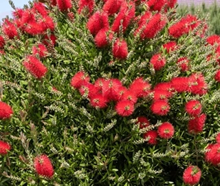 Aadusa Tree Environmental Benefits