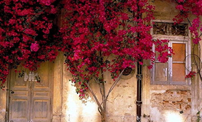 Aadusa Tree - Medicinal Plant