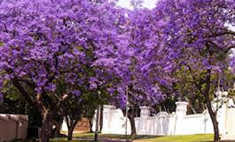 Aadusa Tree - Medicinal Plant