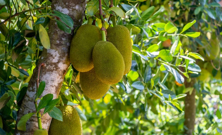 Aadusa Tree - Medicinal Plant