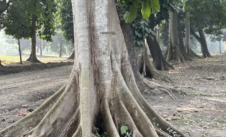 Aadusa Tree - Medicinal Plant