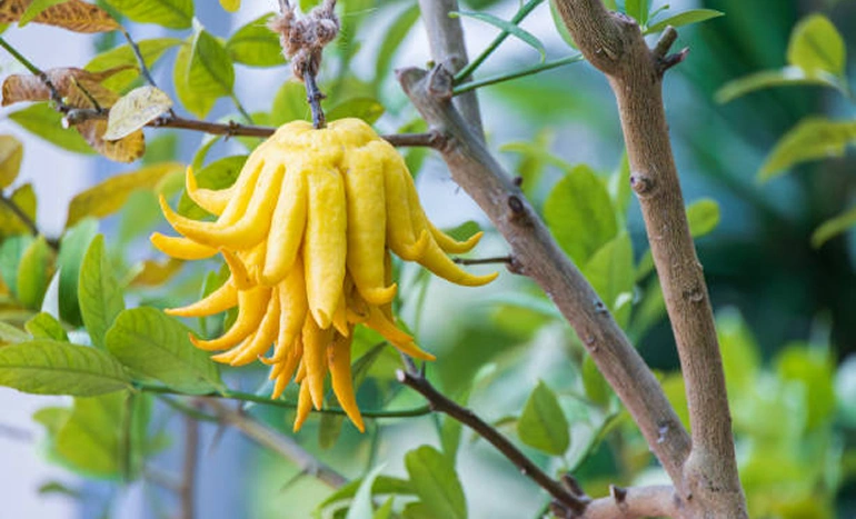 Aadusa Tree - Medicinal Plant