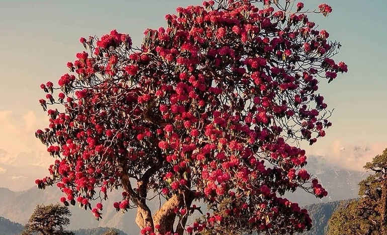 Aadusa Tree - Medicinal Plant