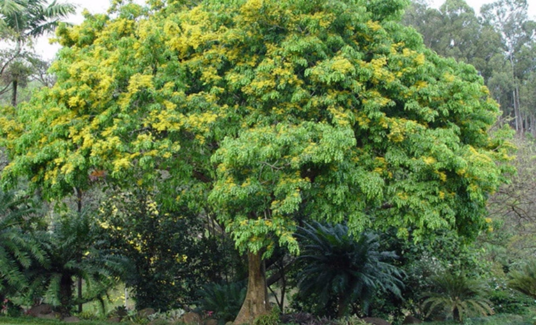 Aadusa Tree - Medicinal Plant