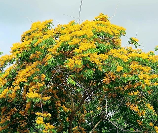 Aadusa Tree Leaves - Medicinal Properties