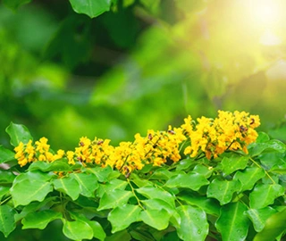 Aadusa Tree Environmental Benefits