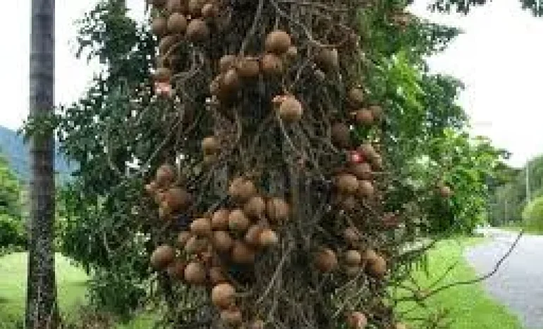 Cannonball Tree Fruits