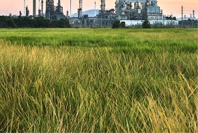 Biochar application in soil